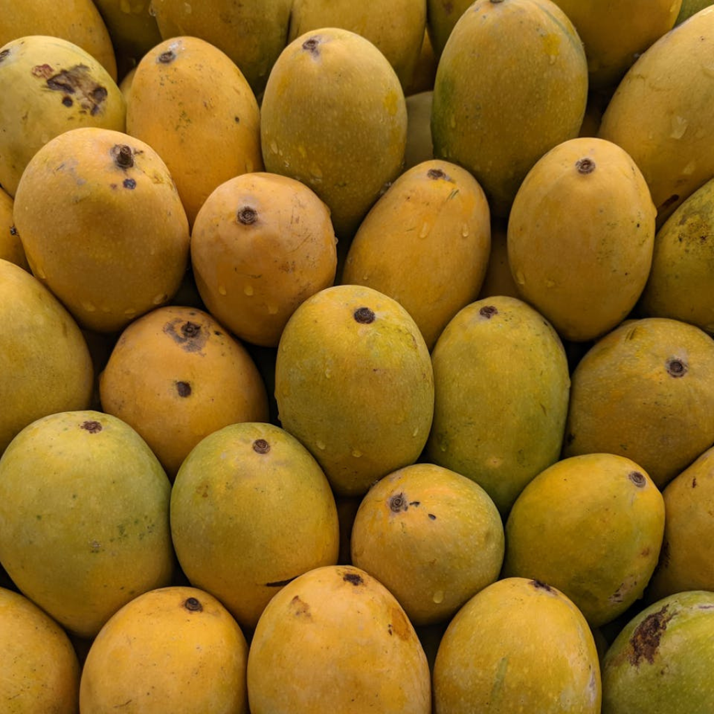 batches of mango