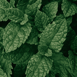 peppermint leaves