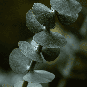 eucalyptus leaves