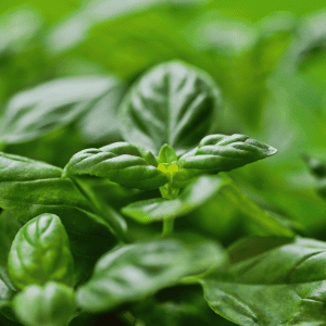 basil leaves
