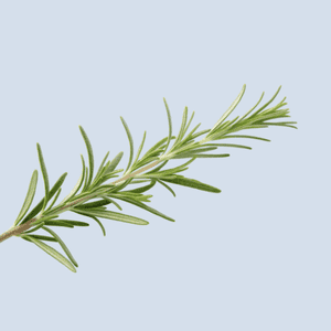Rosemary