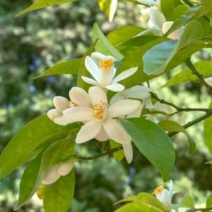 White citrus flowers in spring garden. Orange tree blossoms.