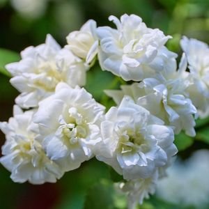 Vibrant White Jasmine Blooms in Sunshine