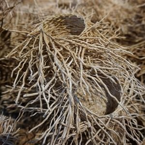 Haitian vetiver