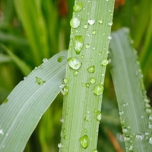 Moist Lemongrass Leaves in Tropical Rain