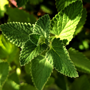 Close-up of Fresh Green Mint Leaves in Sunlight