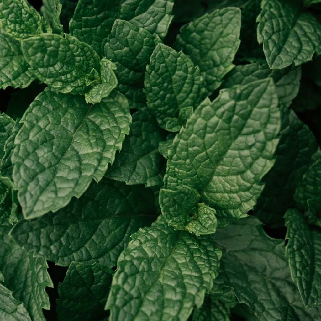peppermint essential oil