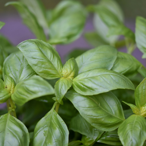 Basil leaves
