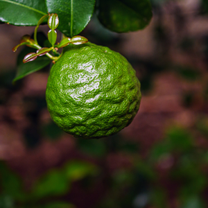 Bergamot