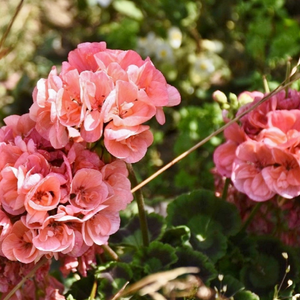 Geranium flowers