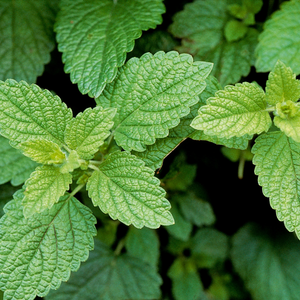 Lemon balm