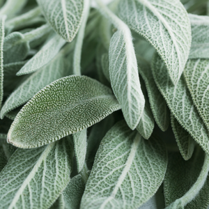 Clary sage